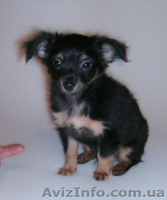 Продаю щенков той-терьера длинношерстного 0506664801 - <ro>Изображение</ro><ru>Изображение</ru> #1, <ru>Объявление</ru> #17572