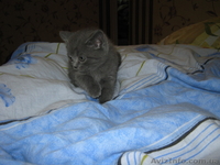 Продам шотландских прямоухих котят - <ro>Изображение</ro><ru>Изображение</ru> #3, <ru>Объявление</ru> #25966