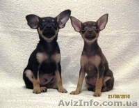 Продажа щенков той-терьера - <ro>Изображение</ro><ru>Изображение</ru> #1, <ru>Объявление</ru> #72675