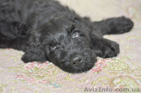 Щеночки Русского черного терьера - <ro>Изображение</ro><ru>Изображение</ru> #1, <ru>Объявление</ru> #101911