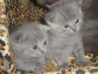 Шикарные котята Скоттиш фолд и страйт - <ro>Изображение</ro><ru>Изображение</ru> #3, <ru>Объявление</ru> #127961