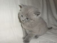 котята скоттиш страйт - <ro>Изображение</ro><ru>Изображение</ru> #2, <ru>Объявление</ru> #132629