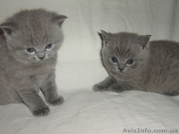 котята скоттиш страйт - <ro>Изображение</ro><ru>Изображение</ru> #1, <ru>Объявление</ru> #132629