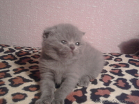 котята шотландские вислоухие и британцы - <ro>Изображение</ro><ru>Изображение</ru> #1, <ru>Объявление</ru> #155053
