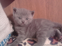 котята шотландские вислоухие и британцы - <ro>Изображение</ro><ru>Изображение</ru> #2, <ru>Объявление</ru> #155053