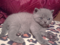 котята шотландские вислоухие и британцы - <ro>Изображение</ro><ru>Изображение</ru> #3, <ru>Объявление</ru> #155053