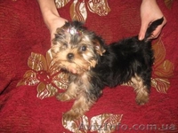 Гламурные Щеночки Йоркширского терьера... - <ro>Изображение</ro><ru>Изображение</ru> #2, <ru>Объявление</ru> #156585