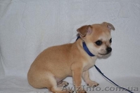 Элитные щеночки Чихуахуа - <ro>Изображение</ro><ru>Изображение</ru> #1, <ru>Объявление</ru> #183413