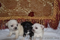Элитные щеночки Чихуахуа - <ro>Изображение</ro><ru>Изображение</ru> #2, <ru>Объявление</ru> #183413