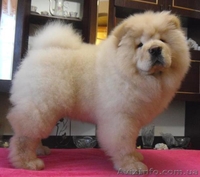 Щенки чау-чау..... - <ro>Изображение</ro><ru>Изображение</ru> #4, <ru>Объявление</ru> #193220
