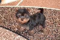 Щенки йоркширского терьера мини и стандарт КСУ - <ro>Изображение</ro><ru>Изображение</ru> #2, <ru>Объявление</ru> #207008