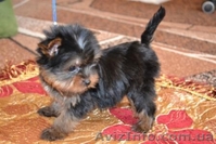 Щенки йоркширского терьера мини и стандарт КСУ - <ro>Изображение</ro><ru>Изображение</ru> #3, <ru>Объявление</ru> #207008