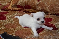 Щенки Чихуахуа супер-мини - <ro>Изображение</ro><ru>Изображение</ru> #4, <ru>Объявление</ru> #200264