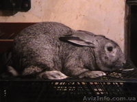 Продам взрослых кроликов - <ro>Изображение</ro><ru>Изображение</ru> #1, <ru>Объявление</ru> #204636