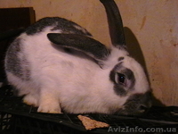 Продам взрослых кроликов - <ro>Изображение</ro><ru>Изображение</ru> #2, <ru>Объявление</ru> #204636