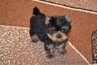 Щенки йоркширского терьера мини и стандарт КСУ - <ro>Изображение</ro><ru>Изображение</ru> #1, <ru>Объявление</ru> #207008