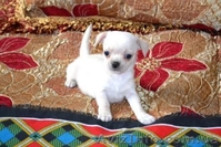 Щенки Чихуахуа супер-мини - <ro>Изображение</ro><ru>Изображение</ru> #1, <ru>Объявление</ru> #200264