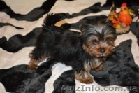 Щенки йоркширского терьера(Моя Малютка) - <ro>Изображение</ro><ru>Изображение</ru> #1, <ru>Объявление</ru> #212566