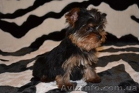 Щенки йоркширского терьера(Моя Малютка) - <ro>Изображение</ro><ru>Изображение</ru> #3, <ru>Объявление</ru> #212566