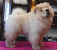 Щенки чау-чау..... - <ro>Изображение</ro><ru>Изображение</ru> #3, <ru>Объявление</ru> #193220