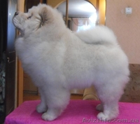 Щенки чау-чау..... - <ro>Изображение</ro><ru>Изображение</ru> #2, <ru>Объявление</ru> #193220