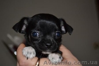 Щенки Чихуахуа супер-мини - <ro>Изображение</ro><ru>Изображение</ru> #3, <ru>Объявление</ru> #200264