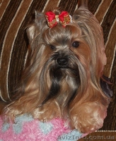 Йоркширский терьер щенки. Мальчик и девочки - <ro>Изображение</ro><ru>Изображение</ru> #2, <ru>Объявление</ru> #218634