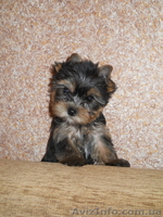 Йоркширский терьер щенки. Мальчик и девочки - <ro>Изображение</ro><ru>Изображение</ru> #1, <ru>Объявление</ru> #218634