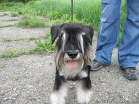 цвергшнауцер кобель для вязки - <ro>Изображение</ro><ru>Изображение</ru> #2, <ru>Объявление</ru> #224109