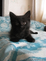     красивые котята в добрые руки в Луганске! - <ro>Изображение</ro><ru>Изображение</ru> #1, <ru>Объявление</ru> #296739