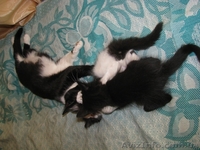     красивые котята в добрые руки в Луганске! - <ro>Изображение</ro><ru>Изображение</ru> #5, <ru>Объявление</ru> #296739