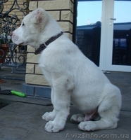 Продам  щенка среднеазиатской овчарки (алабай, САО) - <ro>Изображение</ro><ru>Изображение</ru> #5, <ru>Объявление</ru> #233332