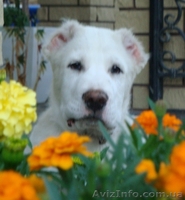 Продам щенка среднеазиатской овчарки (алабай, САО)! - <ro>Изображение</ro><ru>Изображение</ru> #4, <ru>Объявление</ru> #174287