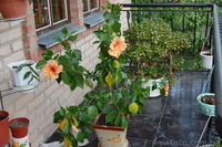 Комнатная роза гибискус. - <ro>Изображение</ro><ru>Изображение</ru> #3, <ru>Объявление</ru> #304993