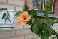 Комнатная роза гибискус. - <ro>Изображение</ro><ru>Изображение</ru> #4, <ru>Объявление</ru> #304993