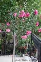 олеандр розовый продажа в Луганске - <ro>Изображение</ro><ru>Изображение</ru> #2, <ru>Объявление</ru> #304861