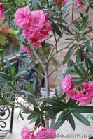 олеандр розовый продажа в Луганске - <ro>Изображение</ro><ru>Изображение</ru> #3, <ru>Объявление</ru> #304861