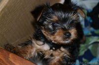 маленьки щенки йоркширского терьера ищут любящего хозяина - <ro>Изображение</ro><ru>Изображение</ru> #1, <ru>Объявление</ru> #287627
