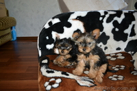 маленьки щенки йоркширского терьера ищут любящего хозяина - <ro>Изображение</ro><ru>Изображение</ru> #3, <ru>Объявление</ru> #287627