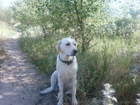 Щенки лабродора Документы КСУ Хорошая родославная Готовятся к продаже - <ro>Изображение</ro><ru>Изображение</ru> #1, <ru>Объявление</ru> #280529