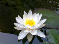 Кувшинка - водяная лилия, нимфея - <ro>Изображение</ro><ru>Изображение</ru> #2, <ru>Объявление</ru> #304915