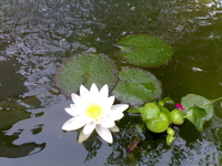 Кувшинка - водяная лилия, нимфея - <ro>Изображение</ro><ru>Изображение</ru> #1, <ru>Объявление</ru> #304915