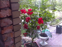 Комнатная роза гибискус. - <ro>Изображение</ro><ru>Изображение</ru> #6, <ru>Объявление</ru> #304993