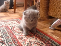 Шотланские котята продаются! - <ro>Изображение</ro><ru>Изображение</ru> #4, <ru>Объявление</ru> #316653