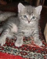 Шотланские котята продаются! - <ro>Изображение</ro><ru>Изображение</ru> #8, <ru>Объявление</ru> #316653