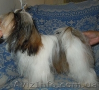 Ши-тцу - продаётся подрощенная сука ши-тцу. - <ro>Изображение</ro><ru>Изображение</ru> #3, <ru>Объявление</ru> #356434