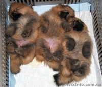 шпиц немецкий,померанский.Доставка по Украине - <ro>Изображение</ro><ru>Изображение</ru> #2, <ru>Объявление</ru> #387706