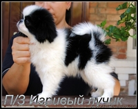 японский хин щенки/Доставка по Украине - <ro>Изображение</ro><ru>Изображение</ru> #3, <ru>Объявление</ru> #387697
