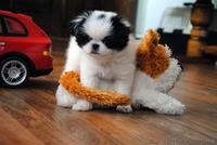 японский хин щенки/Доставка по Украине - <ro>Изображение</ro><ru>Изображение</ru> #2, <ru>Объявление</ru> #387697