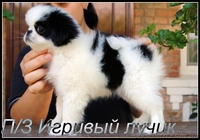 японский хин щенки/Доставка по Украине - <ro>Изображение</ro><ru>Изображение</ru> #4, <ru>Объявление</ru> #387697